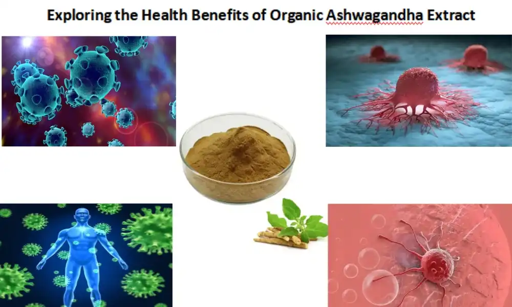 Exploring the Health Benefits of Organic Ashwagandha Extract